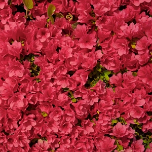 Encore Ruby Azalea